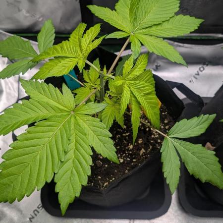 #3 Grand Daddy Purple