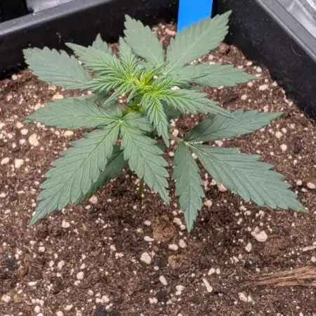 #2: Bubble Kush Cake Auto | Bud Voyage