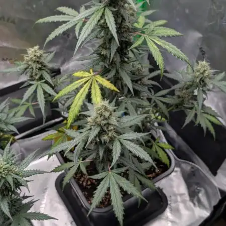 #2: Bubble Kush Cake Auto | Bud Voyage