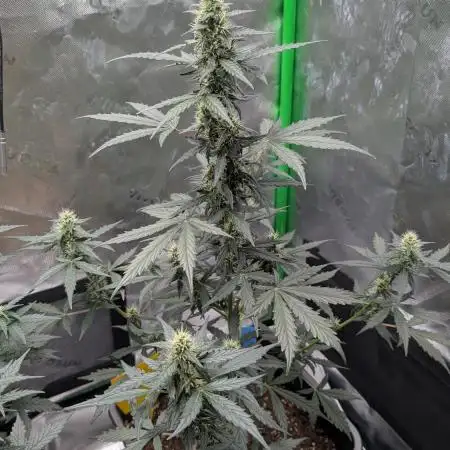 #2: Bubble Kush Cake Auto | Bud Voyage