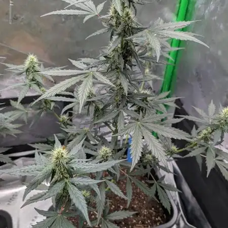 #2: Bubble Kush Cake Auto | Bud Voyage