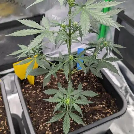 #2: Bubble Kush Cake Auto | Bud Voyage