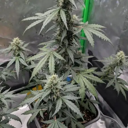 #2: Bubble Kush Cake Auto | Bud Voyage
