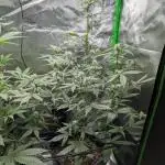 My First Grow: Bubble Kush Cake Automatic