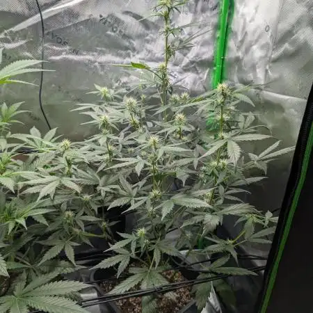 My First Grow: Bubble Kush Cake Automatic