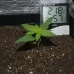 2st 2025 Grow