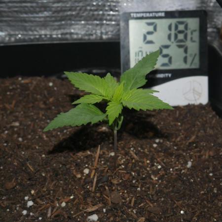 2st 2025 Grow