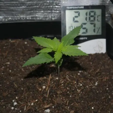 2st 2025 Grow
