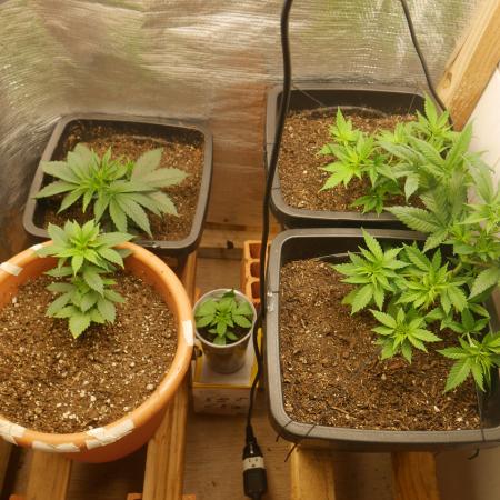 2st 2025 Grow