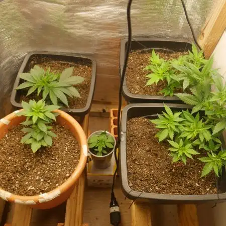 2st 2025 Grow