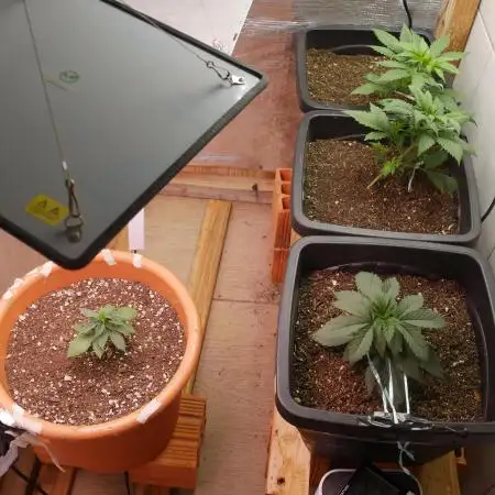 2st 2025 Grow