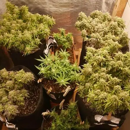 1st 2025 Grow