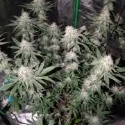 Adam's Soul aka Apple Fritter