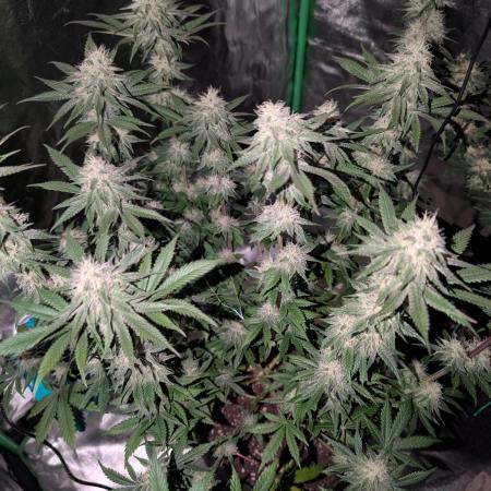 Adam's Soul aka Apple Fritter