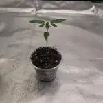 Soil Eater aka Think Tank