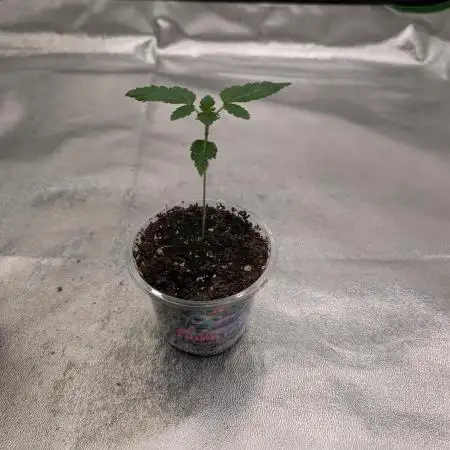 Soil Eater aka Think Tank