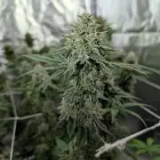 Adam's Soul aka Apple Fritter