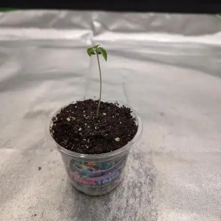 Soil Eater aka Think Tank