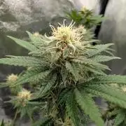 Soil Eater aka Think Tank