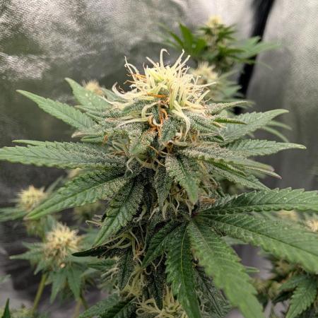 Soil Eater aka Think Tank