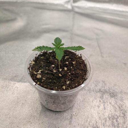 Adam's Soul aka Apple Fritter