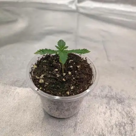 Adam's Soul aka Apple Fritter