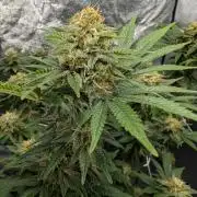 Soil Eater aka Think Tank