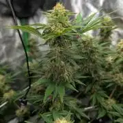 Soil Eater aka Think Tank