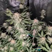 Soil Eater aka Think Tank