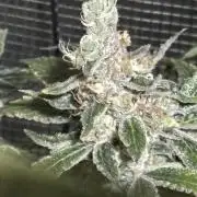 Gelato 44