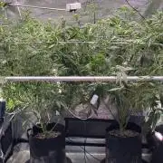 Gelato 44