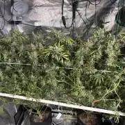 Gelato 44