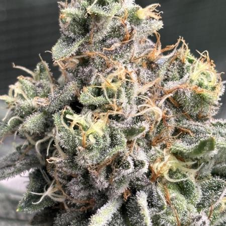 Royal Gorilla