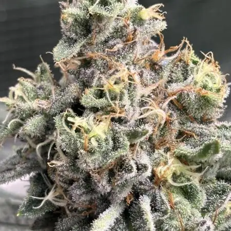 Royal Gorilla