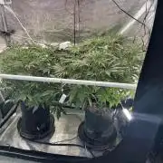 Gelato 44
