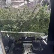 Gelato 44