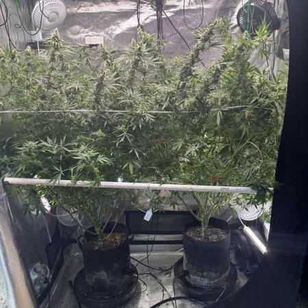 Gelato 44