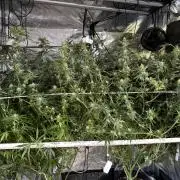 Gelato 44