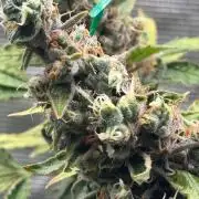 Gelato 44