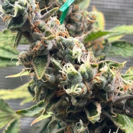 Gelato 44