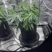 Gelato 44
