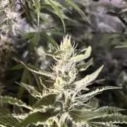 Gelato 44