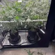 Gelato 44