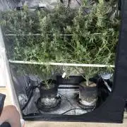 Gelato 44