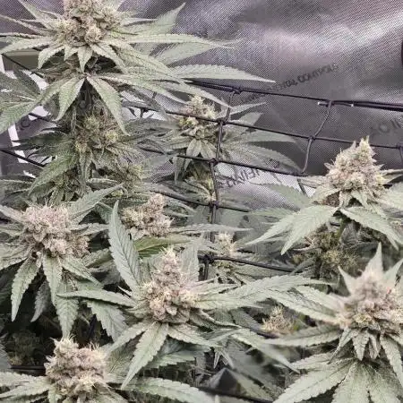 Solfire LSO