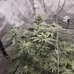 Solfire LSO
