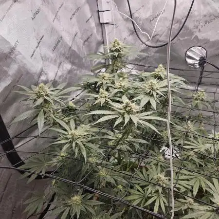 Solfire LSO