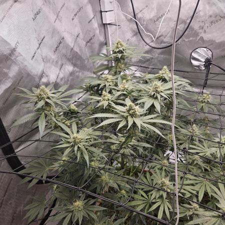 Solfire LSO