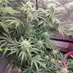 Purple lemonade reborn