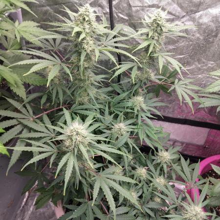 Purple lemonade reborn